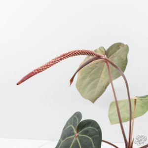 Variegated Anthurium Red Velvet Cake '24' x Zara '29' by DocBlock (wk39-U104)