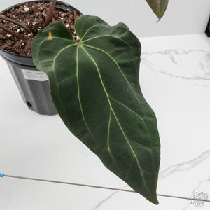Anthurium  Red Velvet Cake '24' x Zara '3' x Black Widow '43' by DocBlock (wk41-L358)