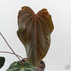 Anthurium  Red Velvet Cake '24' x Zara '3' x Black Widow '43' by DocBlock (wk41-L358)