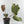 Anthurium  Red Velvet Cake '24' x Zara '3' x Black Widow '43' by DocBlock (wk41-L358)