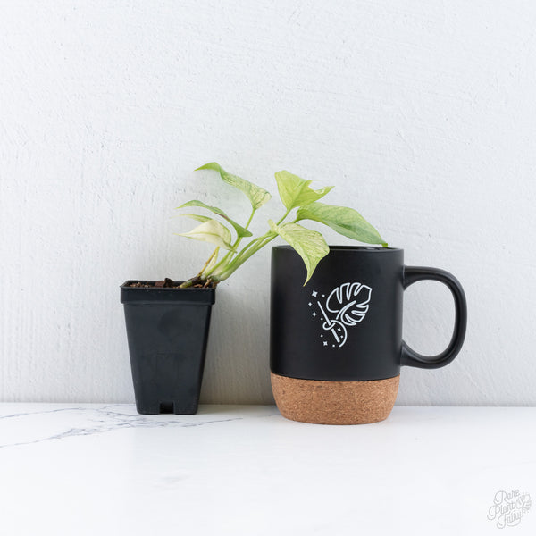 Rhaphidophora Tetrasperma 'White Monster' (wk10-F)