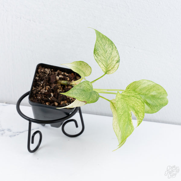 Rhaphidophora Tetrasperma 'White Monster' (wk10-F)