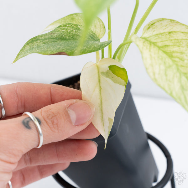 Rhaphidophora Tetrasperma 'White Monster' (wk10-F)