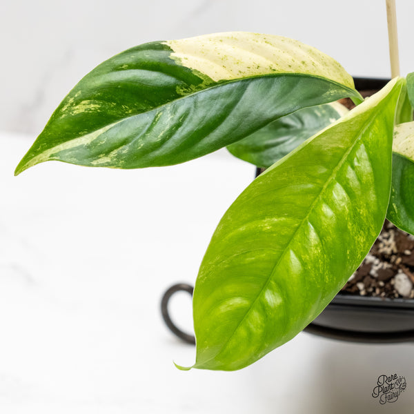 Rhaphidophora Puberula Albo Variegated (wk5-O)