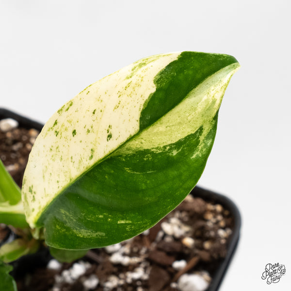 Rhaphidophora Puberula Albo Variegated (wk5-O)