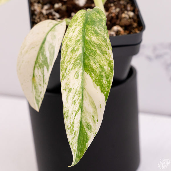 Rhaphidophora Puberula Albo Variegated (wk29-A)