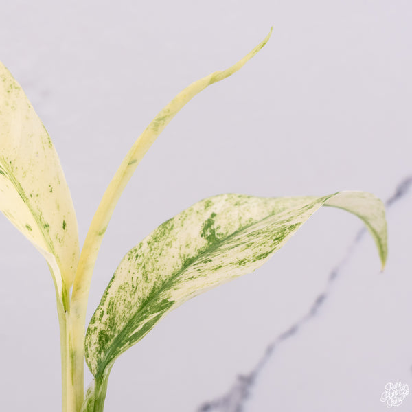 Rhaphidophora Puberula Albo Variegated (wk29-A)