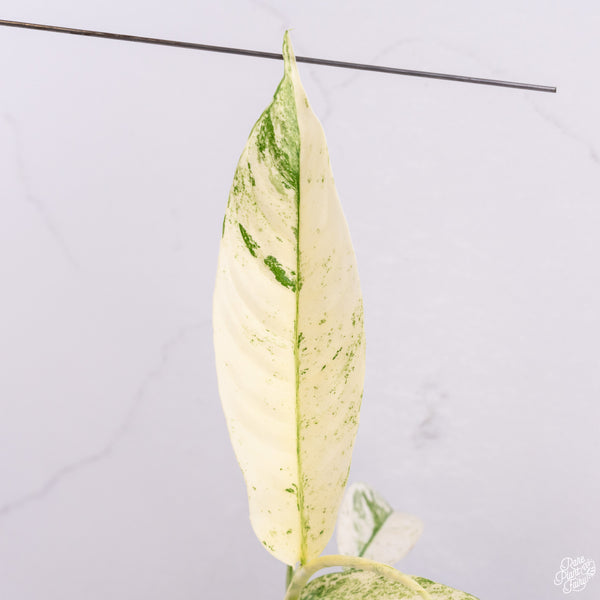 Rhaphidophora Puberula Albo Variegated (wk29-A)