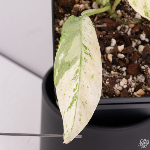 Rhaphidophora Puberula Albo Variegated (wk29-A)