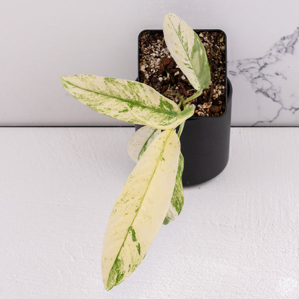 Rhaphidophora Puberula Albo Variegated (wk29-A)