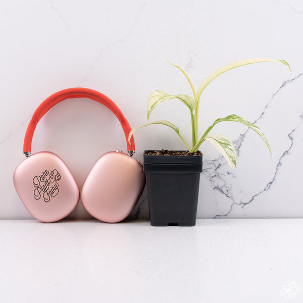 Rhaphidophora Puberula Albo Variegated (wk29-A)