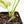 Rhaphidophora Tetrasperma 'White Monster' (wk16-E)