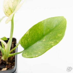 Rhaphidophora Tetrasperma 'White Monster' (wk16-E)