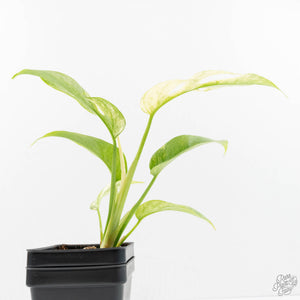Rhaphidophora Tetrasperma 'White Monster' (wk16-E)