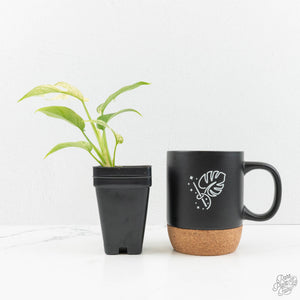 Rhaphidophora Tetrasperma 'White Monster' (wk16-E)