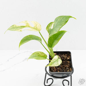 Rhaphidophora Tetrasperma 'White Monster' (wk16-E)