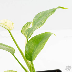 Rhaphidophora Tetrasperma 'White Monster' (wk16-E)
