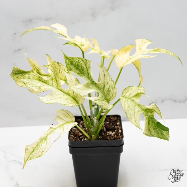 Rhaphidophora Tetrasperma 'White Monster' (wk51-E)