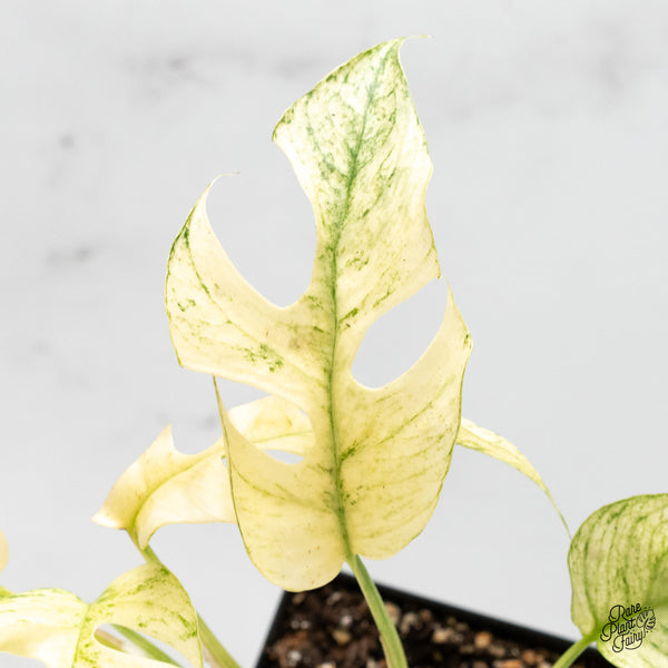 Rhaphidophora Tetrasperma 'White Monster' (wk51-E)