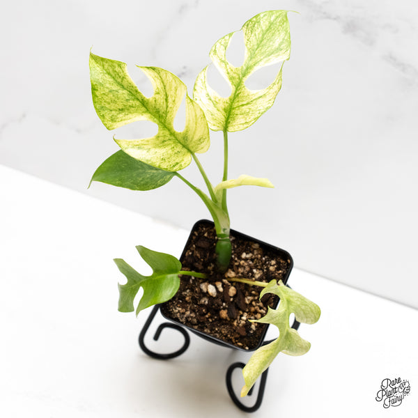 Rhaphidophora Tetrasperma 'White Monster' (wk6-A)