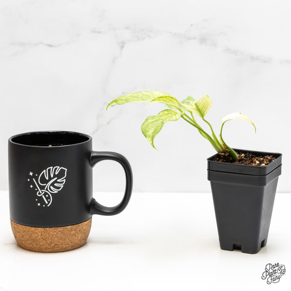 Rhaphidophora Tetrasperma 'White Monster' (wk6-B)