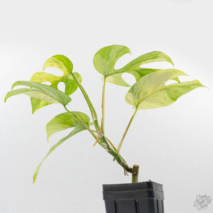 Rhaphidophora Tetrasperma 'Migma' (wk40-L315)