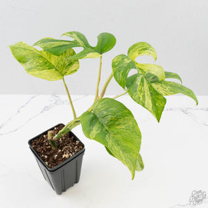 Rhaphidophora Tetrasperma 'Migma' (wk40-L315)