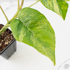 Rhaphidophora Tetrasperma 'Migma' (wk40-L315)