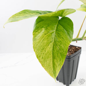 Rhaphidophora Tetrasperma 'Migma' (wk40-L315)