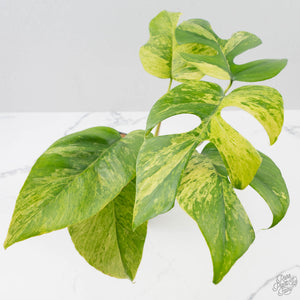 Rhaphidophora Tetrasperma 'Migma' (wk40-L315)