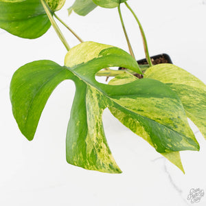Rhaphidophora Tetrasperma 'Migma' (wk40-L315)