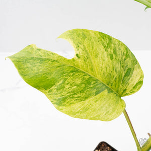 Rhaphidophora Tetrasperma 'Migma' (wk40-L315)