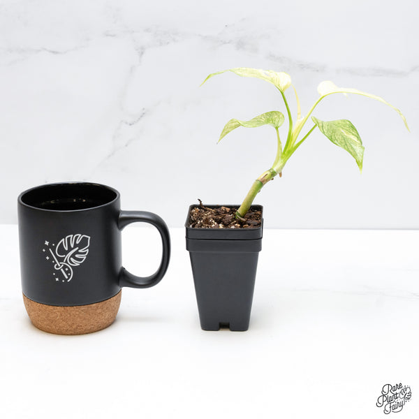 Rhaphidophora tetrasperma mint aka 'White Monster' variegated (wk3-N)