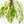 Rhaphidophora foraminifera variegated *Grower's Choice*