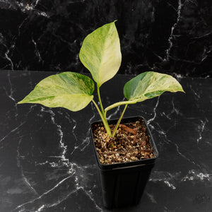 Rhaphidophora Tetrasperma 'Migma' (wk41-L350)