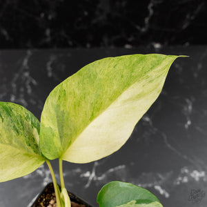 Rhaphidophora Tetrasperma 'Migma' (wk41-L350)
