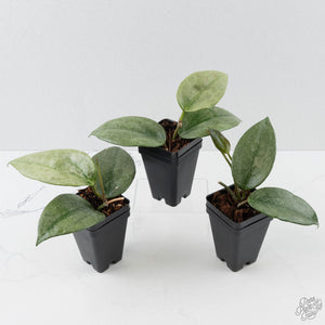 Hoya latifolia 'Rimba Perak'