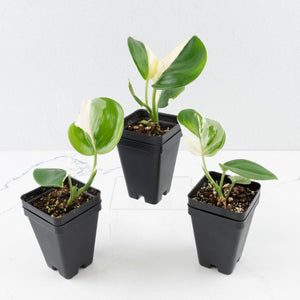 Scindapsus rubicon albo variegated