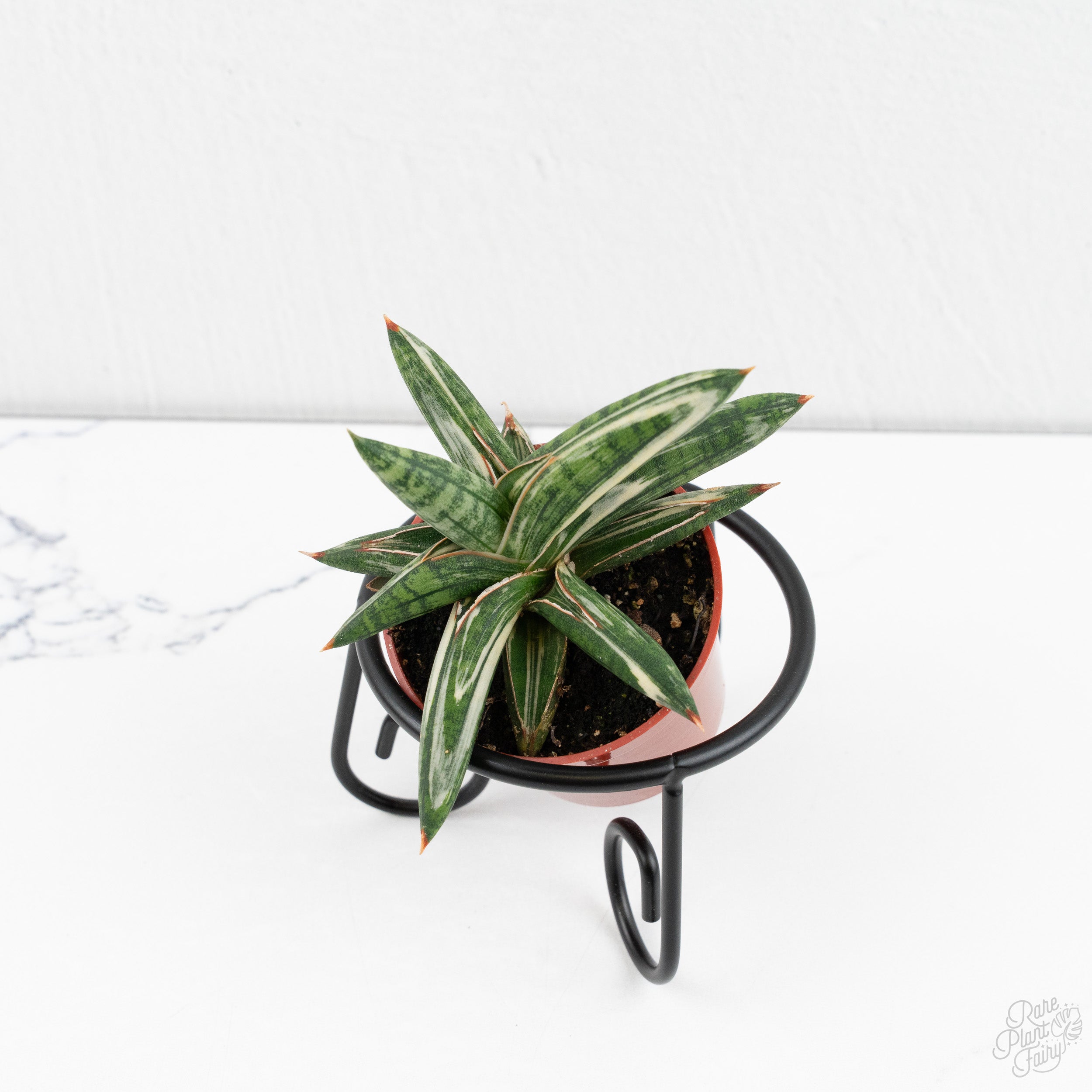 sansevieria dark green clone Sansevieria Lavranos Blue Clone Variegated *Grower's Choice*