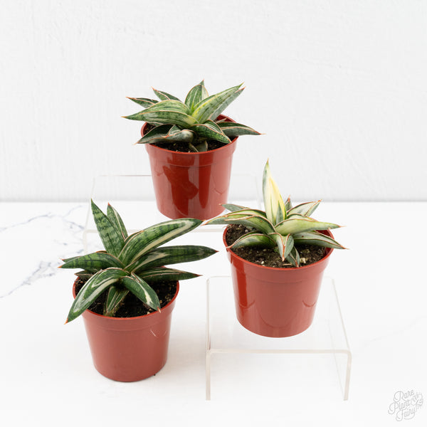 Sansevieria Lavranos Blue Clone Variegated *Grower's Choice