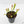 Sarracenia x farnhamii (North American Pitcher Plant)