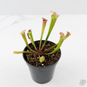 Sarracenia x farnhamii (North American Pitcher Plant)
