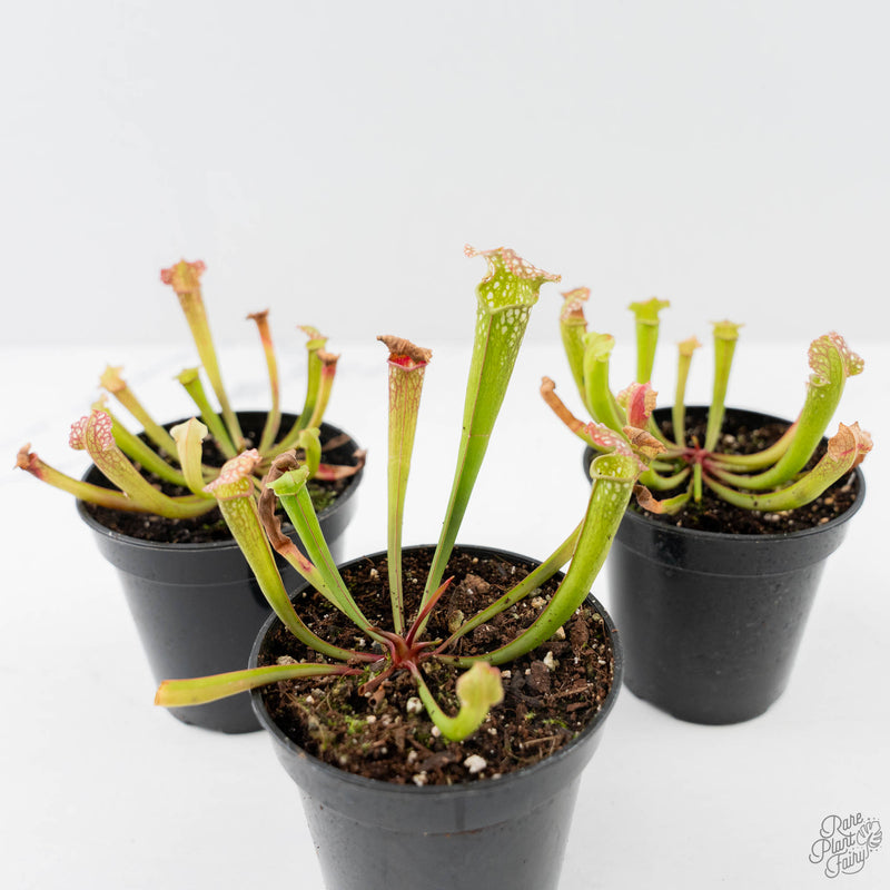 Sarracenia x farnhamii (North American Pitcher Plant)