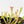 Sarracenia x farnhamii (North American Pitcher Plant)