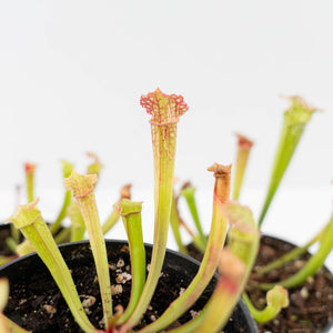 Sarracenia x farnhamii (North American Pitcher Plant)