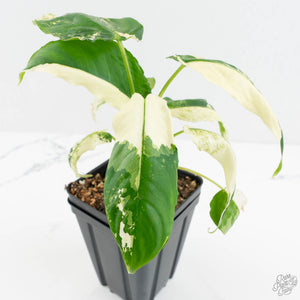 Schismatoglottis sp. Albo Variegated (wk17-A)