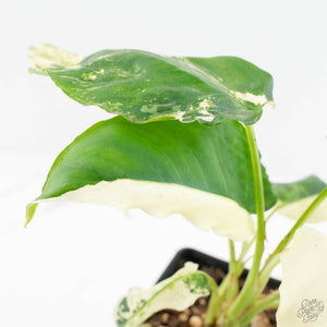 Schismatoglottis sp. Albo Variegated (wk17-A)