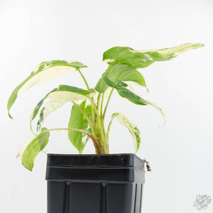 Schismatoglottis sp. Albo Variegated (wk17-A)