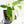 Schismatoglottis sp. Albo Variegated (wk17-A)