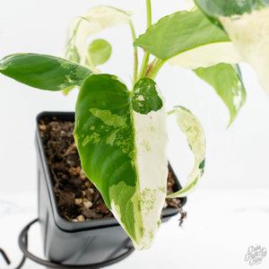 Schismatoglottis sp. Albo Variegated (wk17-A)